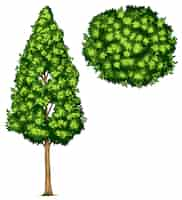 Gratis vector pyrus calleryana