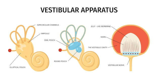 Gratis vector realistische anatomie oor vestibulaire systeem duizeligheid samenstelling met geïsoleerde weergaven van inwendige organen met tekstbijschriften vector illustratie