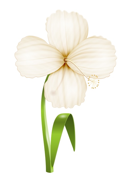 Gratis vector realistische bloem geïsoleerd