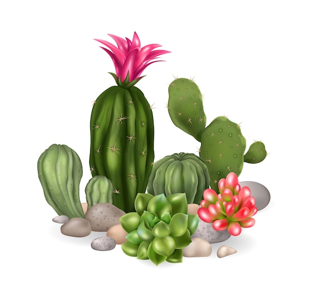 Gratis vector realistische cactussamenstelling met geïsoleerde weergave van cactussen bloeien met verschillende plantensoorten op lege vectorillustratie als achtergrond