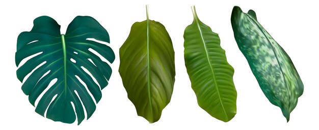Realistische frisse groene tropische bladeren