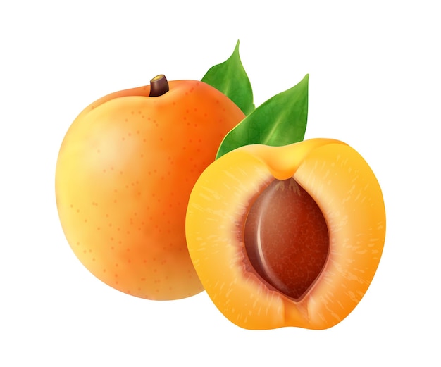 Realistische fruitsamenstelling met afbeeldingen van geheel en gesneden abrikozenfruit op lege vectorillustratie als achtergrond
