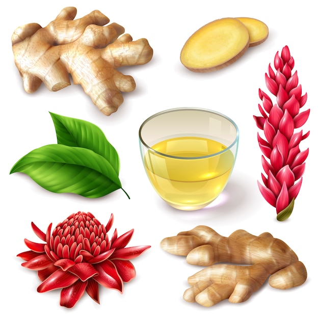 Gratis vector realistische ginger root spicy set