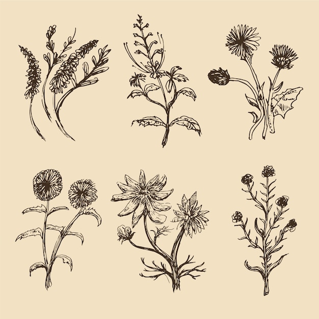 Realistische hand getekend vintage plantkunde bloem collectie