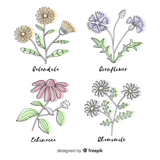 Realistische hand getrokken botanische bloemencollectie in verschillende kleuren