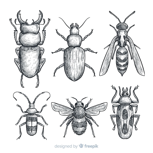 Gratis vector realistische hand getrokken insecten schets set