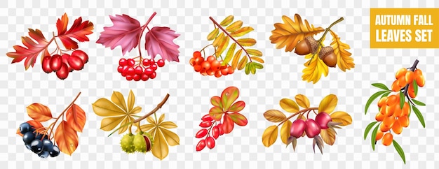 Realistische herfst herfstbladeren ingesteld op transparante achtergrond met geïsoleerde afbeeldingen van gele rode bladeren bloeien vectorillustratie