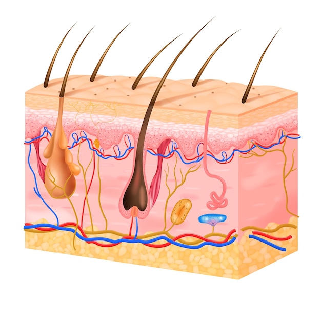 Realistische huidstructuur met zijn lagen en haren vectorillustratie