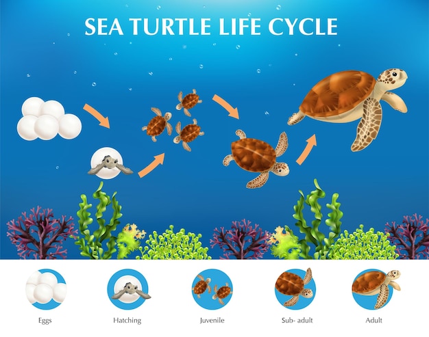 Realistische infographics met levenscyclus van zeeschildpadden van eieren tot volwassen vectorillustratie
