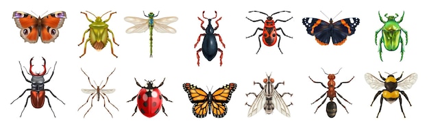 Realistische insectenset met geïsoleerde bovenaanzichten van verschillende vlinders, insecten en vliegen op lege vectorillustratie als achtergrond