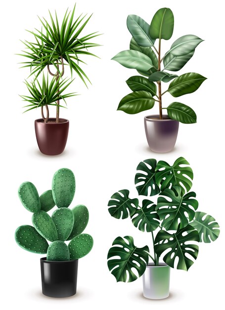 Realistische kamerplant Icon Set