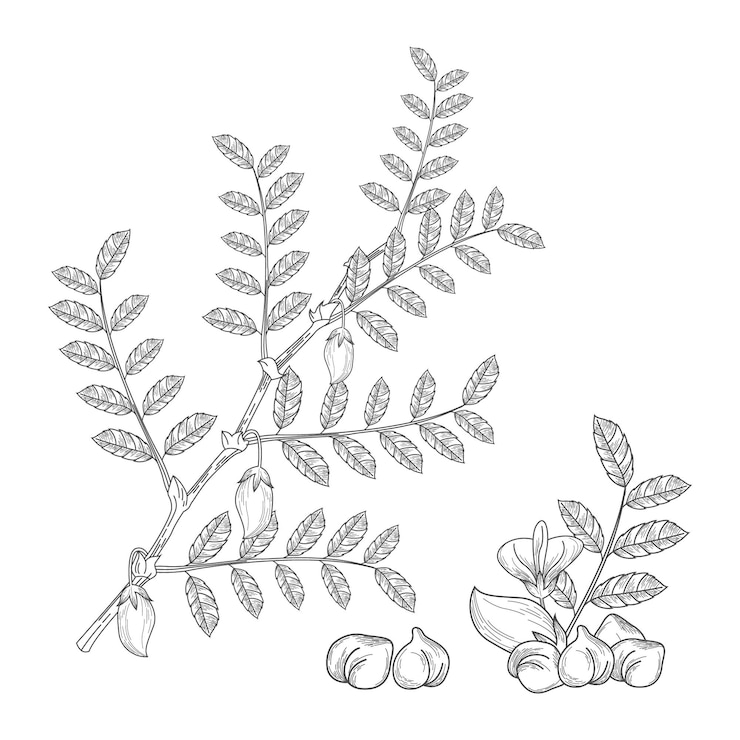 Gratis Vector realistische kikkererwtenbonen met plant