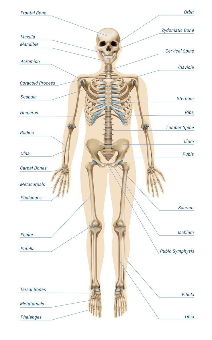 Gratis Vector realistische menselijke skelet infographics