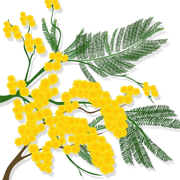 Realistische mimosa-illustratie