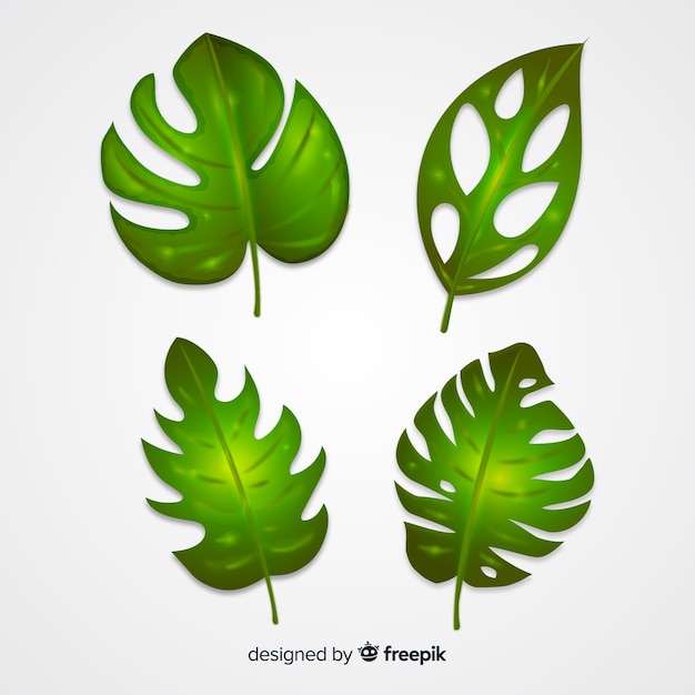 Gratis vector realistische monstera laat pack