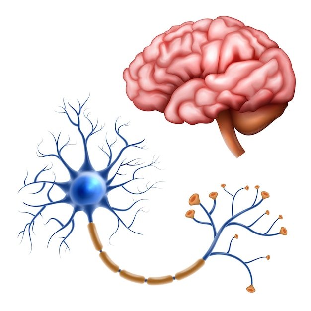 Gratis vector realistische neurowetenschap set met menselijke hersenen en zenuwanatomie geïsoleerde vectorillustratie