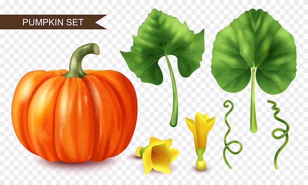 Gratis vector realistische pompoenpictogrammen die met rijpe fruitbloemen en bladeren op transparante achtergrond geïsoleerde vectorillustratie worden geplaatst