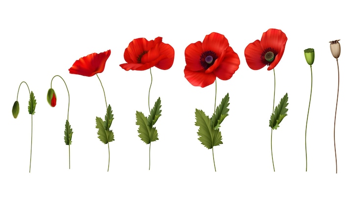 Gratis Vector realistische set stengels met rode papavers bloemen peulen en knoppen geïsoleerd op een witte achtergrond vectorillustratie