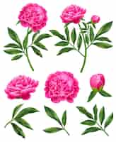 Gratis vector realistische set van roze pioenbloemen en groene bladeren geïsoleerde vector illustratie