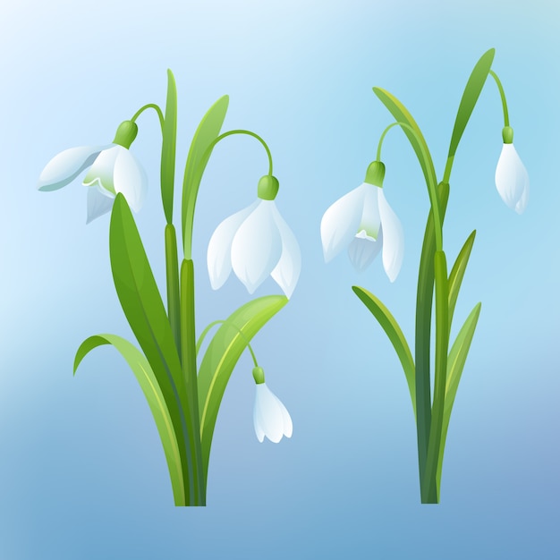 Realistische sneeuwklokje bloem illustratie