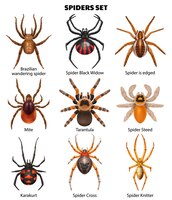 Realistische spinnenreeks geïsoleerde pictogrammen met geïsoleerde bovenaanzichtafbeeldingen van insecten met tekstbijschriften vectorillustratie