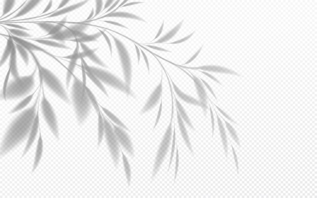 Realistische transparante schaduw van een bamboetak met bladeren geïsoleerd op een transparante achtergrond. vector illustratie