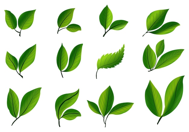 Gratis vector realistische tropische planten groen blad decorontwerp