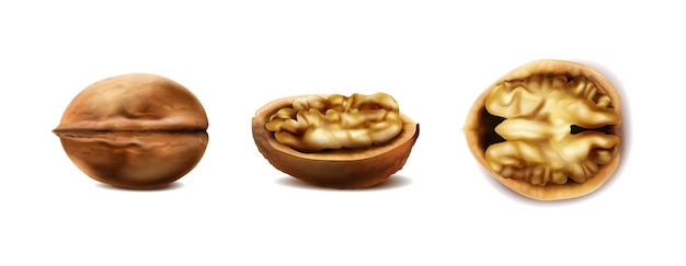Realistische walnoten in de dop in verschillende vormen