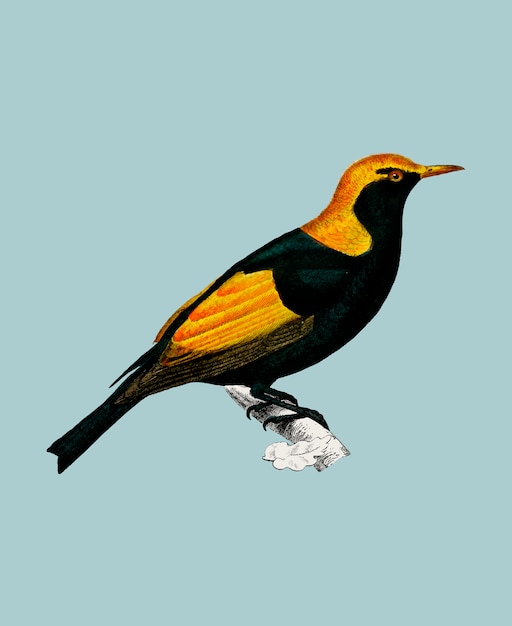 Regent bowerbird (Sericulus chrysocephalus) geïllustreerd door Charles Dessalines D&#39;Orbigny (1806-1876).