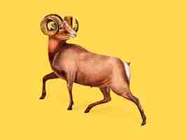 Gratis vector rocky mountain sheep-illustratie