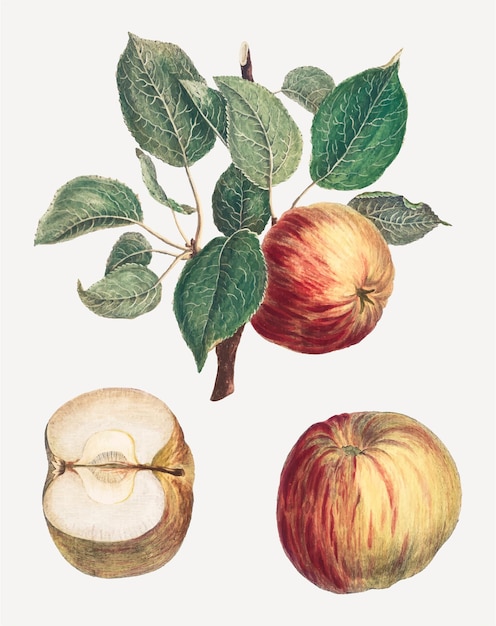 Rode appels vector met bladeren art print, geremixt van kunstwerken van henri-louis duhamel du monceau