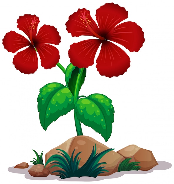 Gratis vector rode hibicusbloemen op witte achtergrond
