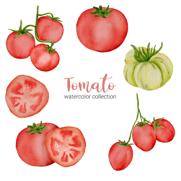 Rode tomaat in aquarel collectie met volledige, plak en in tweeën gesneden