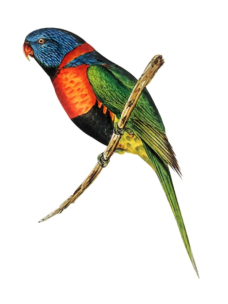 Gratis vector rood-collared illustratie lorikeet