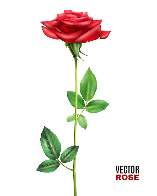 Gratis vector rose bloem illustratie