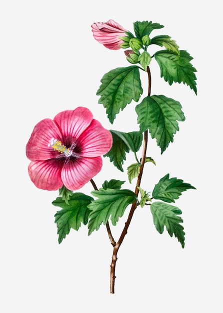 Gratis vector rose of sharon