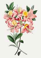 Gratis vector roze azaleabloem