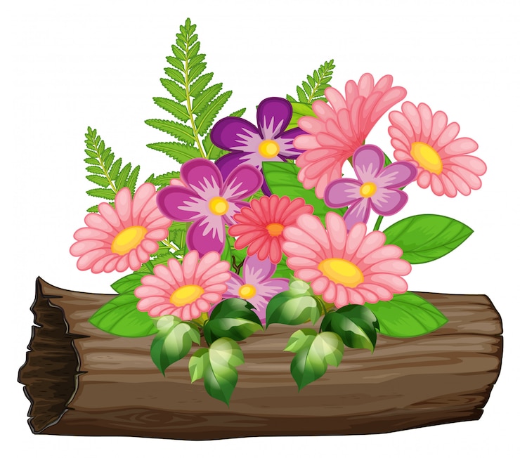 Gratis Vector roze en paarse gerbera daisy bloemen