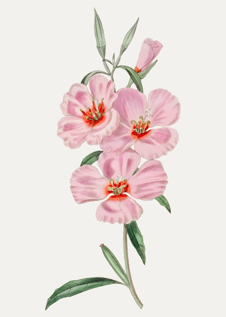 Gratis vector roze hibiscus
