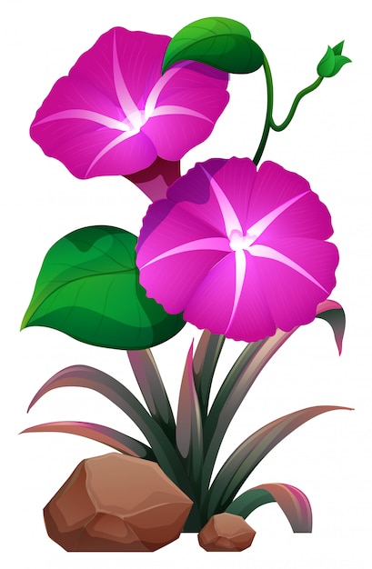 Gratis vector roze ochtendglorie en rotsen op wit