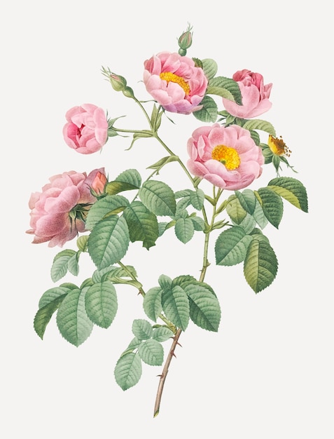 Roze rozen in bloei