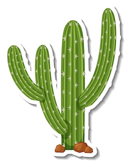 Saguaro cactus plant op witte achtergrond