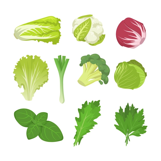 Gratis vector salade en koolsoorten ingesteld