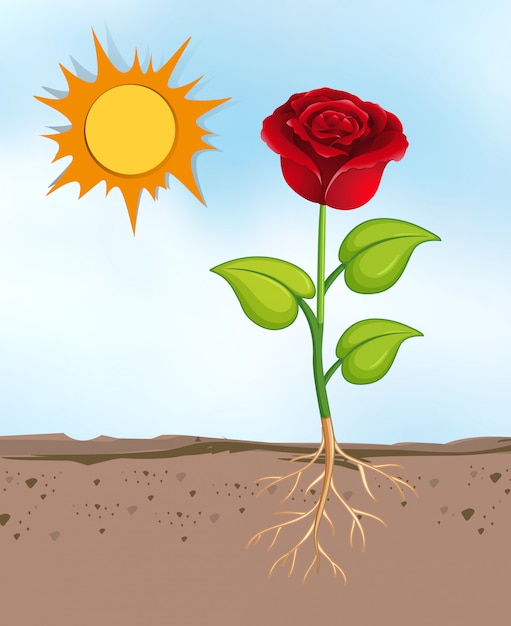 Gratis vector scène met bloemen die in de heldere zonnige dag groeien