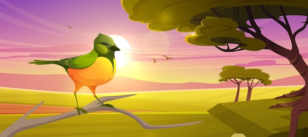 Schattige vogel zittend op een tak op de achtergrond van savanne bij zonsondergang Vector cartoon illustratie van savanne landschap met Afrikaanse smaragdgroene koekoek acacia bomen groen gras en zon bij avond