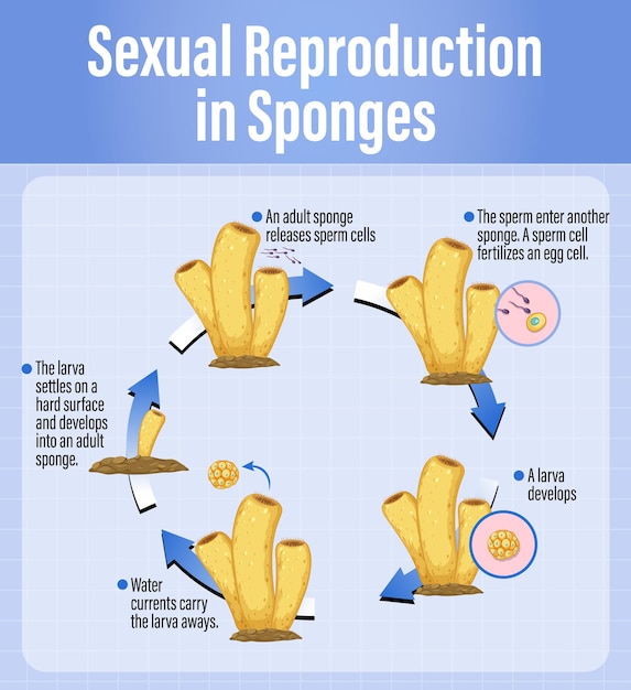 Gratis vector schema met reproductie in sponzen