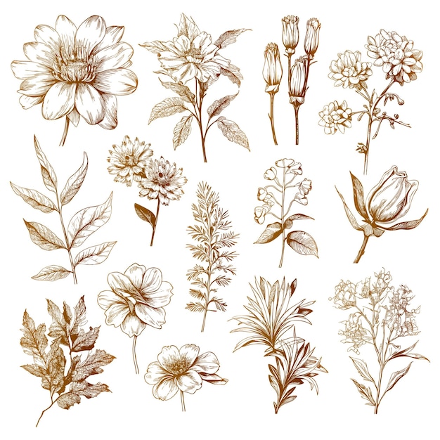 Gratis vector schets floral plantkunde set