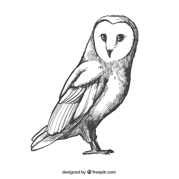 Gratis Vector schets van de uil