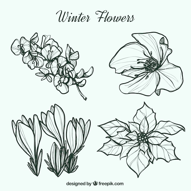 Gratis vector schetsen van de winter bloemen