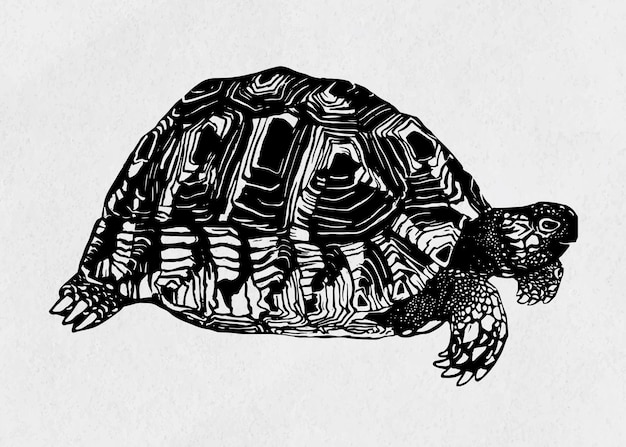 Schildpad zwarte linosnede vintage tekening